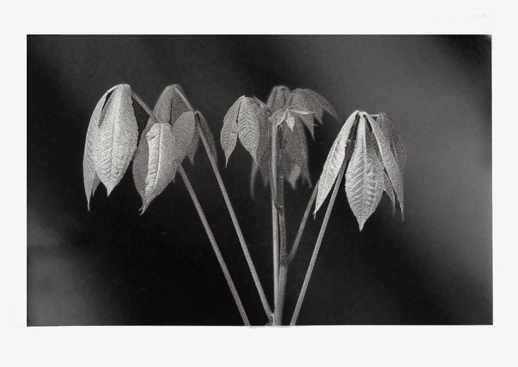 Houseplant