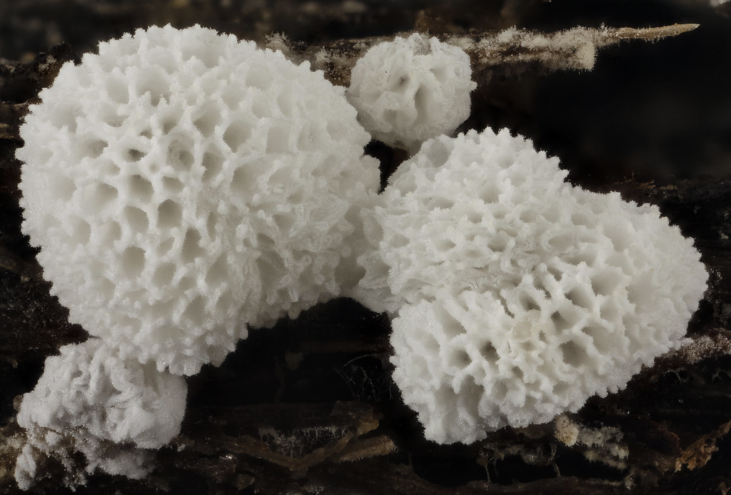 Ceratiomyxa fruticulosa variety 2, Poriodes_2014-07-01-10.32.19 ZS PMax