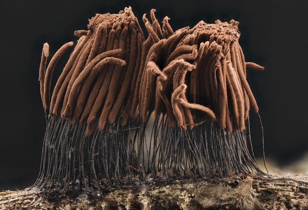 Stemonitis sp_2014-07-01-15.09.12 ZS PMax