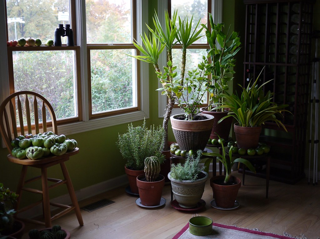 Houseplants