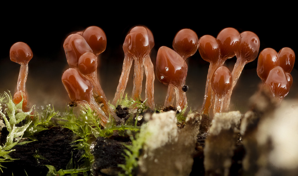 Hemitrichia, Lava Lamp Slime Mold_2014-07-01-12.21.16 ZS PMax